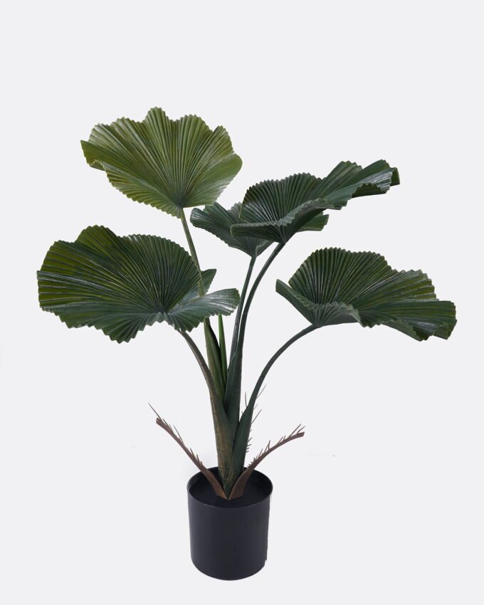Artificial Tree 57*57*70cm Licuala in PP pot/6 lvs GS-59525008-G1 2026Aug 3,000+ sqm showroom with thousands of artificial flowers, plants & trees ready for global sourcing.