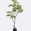 Artificial Tree 78*68*153cm Mangrove leaf tree in PP pot GS-76126024KD 2026Aug 3,000+ sqm showroom with thousands of artificial flowers, plants & trees ready for global sourcing.