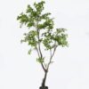 Artificial Tree Mangrove leaf tree in PP pot GS-76126025KD_5 Artificial Tree 120*80*213cm Mangrove leaf tree in PP pot GS-76126025KD 2026Aug 3,000+ sqm showroom with thousands of artificial flowers, plants & trees ready for global sourcing.