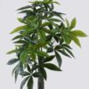Artificial Tree Pachira macrocarpa in PP pot 204 lvs GS-30426027_4 Artificial Tree 65*60*120cm Pachira macrocarpa in PP pot/204 lvs GS-30426027 2026Jul 3,000+ sqm showroom with thousands of artificial flowers, plants & trees ready for global sourcing.