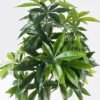 Artificial Tree Pachira macrocarpa in PP pot 294 lvs GS-30426028_4 Artificial Tree 68*60*150cm Pachira macrocarpa in PP pot/294 lvs GS-30426028 2026Jul 3,000+ sqm showroom with thousands of artificial flowers, plants & trees ready for global sourcing.