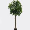 Artificial Tree Pachira macrocarpa in PP pot 360 lvs GS-30426062_1 Artificial Tree 69*56*170cm Pachira macrocarpa in PP pot/360 lvs GS-30426062 2026Jul 3,000+ sqm showroom with thousands of artificial flowers, plants & trees ready for global sourcing.