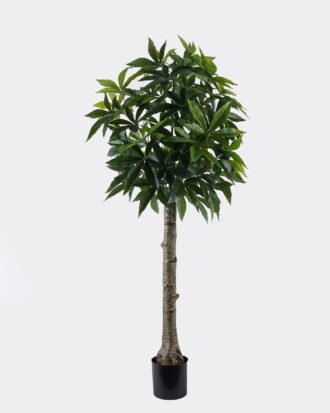Artificial Tree 69*56*170cm Pachira macrocarpa in PP pot/360 lvs GS-30426062 2026Jul 3,000+ sqm showroom with thousands of artificial flowers, plants & trees ready for global sourcing. Artificial Tree 69*56*170cm Pachira macrocarpa in PP pot/360 lvs GS-30426062 2026Jul 3,000+ sqm showroom with thousands of artificial flowers, plants & trees ready for global sourcing.