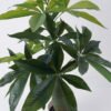 Artificial Tree Pachira macrocarpa in PP pot 72 lvs GS-30426025_1 Artificial Tree 55*46*80cm Pachira macrocarpa in PP pot/72 lvs GS-30426025 2026Jul 3,000+ sqm showroom with thousands of artificial flowers, plants & trees ready for global sourcing.