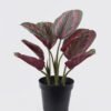 Artificial Tree RED Peacock in PP pot 8 lvs GS-30426042-G1 Artificial Tree 28*25*38cm RED Peacock in PP pot/8 lvs GS-30426042-G1 2026Jul 3,000+ sqm showroom with thousands of artificial flowers, plants & trees ready for global sourcing.