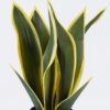 Artificial Tree Sansevieria 3 in PP pot 9 lvs GS-59526041_3 Artificial Tree 27*25*50cm Sansevieria *3 in PP pot/9 lvs GS-59526041 2026Aug 3,000+ sqm showroom with thousands of artificial flowers, plants & trees ready for global sourcing.