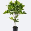 Artificial Tree 47*44*70cm Schefflera Octophylla  in PP pot GS-70226006 2026Aug 3,000+ sqm showroom with thousands of artificial flowers, plants & trees ready for global sourcing.