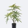 Artificial Tree Schefflera potted leaf in PP pot GS-76126006 Artificial Tree 48*38*62cm Schefflera potted leaf in PP pot GS-76126006 2026Aug 3,000+ sqm showroom with thousands of artificial flowers, plants & trees ready for global sourcing.