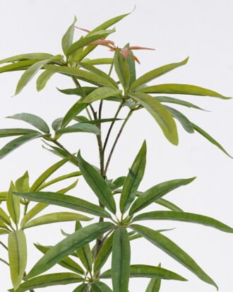 Artificial Tree 48*38*62cm Schefflera potted leaf in PP pot GS-76126006 2026Aug 3,000+ sqm showroom with thousands of artificial flowers, plants & trees ready for global sourcing. Artificial Tree 48*38*62cm Schefflera potted leaf in PP pot GS-76126006 2026Aug 3,000+ sqm showroom with thousands of artificial flowers, plants & trees ready for global sourcing.