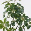 Artificial Tree Schefflera tree in PP pot GS-03326043_7 Artificial Tree 48*30*90cm Schefflera tree in PP pot GS-03326043 2026Jun 3,000+ sqm showroom with thousands of artificial flowers, plants & trees ready for global sourcing.
