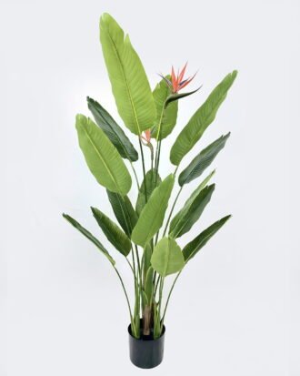 Artificial Tree 65*65*120cm Strelitzia *4 in PP pot/15 lvs GS-59526027 2026Aug 3,000+ sqm showroom with thousands of artificial flowers, plants & trees ready for global sourcing. Artificial Tree 65*65*120cm Strelitzia *4 in PP pot/15 lvs GS-59526027 2026Aug 3,000+ sqm showroom with thousands of artificial flowers, plants & trees ready for global sourcing.