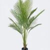 Artificial Tree The mallow tree 15 in PP pot 15 lvs GS-59526033 Artificial Tree 80*60*150cm The mallow tree *15 in PP pot/15 lvs GS-59526033 2026Aug 3,000+ sqm showroom with thousands of artificial flowers, plants & trees ready for global sourcing.
