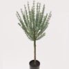 Artificial Tree Tree in PP pot GS-02226014 Artificial Tree 36*36*90cm Tree in PP pot GS-02226014 2026Jun 3,000+ sqm showroom with thousands of artificial flowers, plants & trees ready for global sourcing.