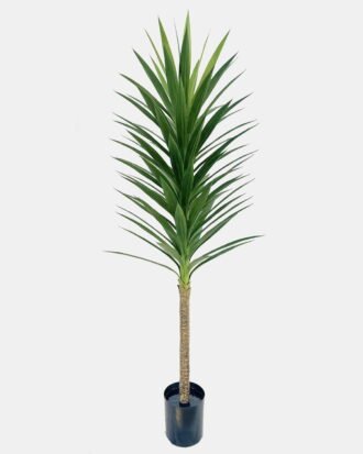 Artificial Tree 50*50*120cm Yucca in PP pot/96 lvs GS-59526021 2026Aug 3,000+ sqm showroom with thousands of artificial flowers, plants & trees ready for global sourcing. Artificial Tree 50*50*120cm Yucca in PP pot/96 lvs GS-59526021 2026Aug 3,000+ sqm showroom with thousands of artificial flowers, plants & trees ready for global sourcing.