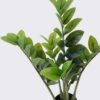 Artificial Tree Zamioculcas zamiifolia 6 in PP pot 62 lvs GS-30426031_1 Artificial Tree 35*28*58cm Zamioculcas zamiifolia *6 in PP pot/62 lvs GS-30426031 2026Jul 3,000+ sqm showroom with thousands of artificial flowers, plants & trees ready for global sourcing.