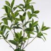 Artificial Tree 110*110*190cm loquat leaf in PP pot GS-46726009KD 2026Aug 3,000+ sqm showroom with thousands of artificial flowers, plants & trees ready for global sourcing.
