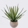 Artificial succulent Aloe in Cement GS-03326121_2 Artificial succulent 45*45*43cm Aloe in Cement GS-03326121 2026Jun 3,000+ sqm showroom with thousands of artificial flowers, plants & trees ready for global sourcing.