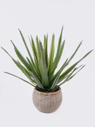 Artificial succulent 51*51*38cm  Agave in Cement pot GS-03326122 2026Jun 3,000+ sqm showroom with thousands of artificial flowers, plants & trees ready for global sourcing.