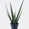 Artificial succulent Aloe in PP pot 10 lvs GS-59526043 Artificial succulent 36*27*55cm Aloe in PP pot/10 lvs GS-59526043 2026Aug 3,000+ sqm showroom with thousands of artificial flowers, plants & trees ready for global sourcing.