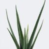 Artificial succulent Aloe in PP pot 10 lvs GS-59526043_2 Artificial succulent 36*27*55cm Aloe in PP pot/10 lvs GS-59526043 2026Aug 3,000+ sqm showroom with thousands of artificial flowers, plants & trees ready for global sourcing.