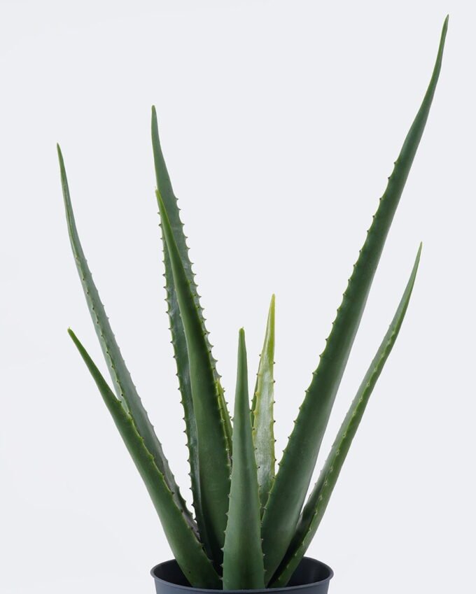 Artificial succulent Aloe in PP pot 10 lvs GS-59526043_2 Artificial succulent 36*27*55cm Aloe in PP pot/10 lvs GS-59526043 2026Aug 3,000+ sqm showroom with thousands of artificial flowers, plants & trees ready for global sourcing.
