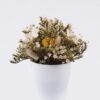 Dried Flowers 17*17*19cm  Dried natural in PP pot GS-56626015 2026Aug 3,000+ sqm showroom with thousands of artificial flowers, plants & trees ready for global sourcing.