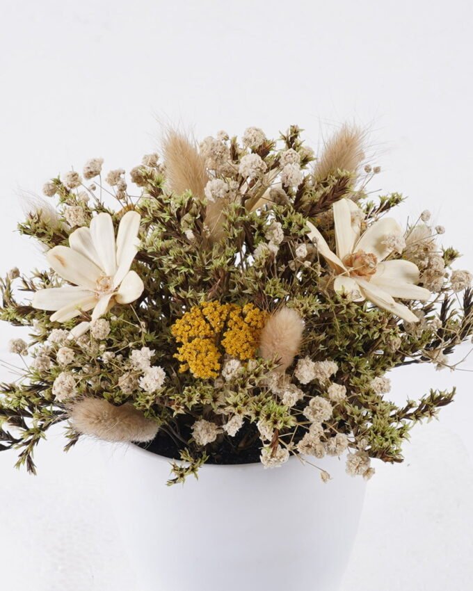 Dried Flowers 17*17*19cm  Dried natural in PP pot GS-56626015 2026Aug 3,000+ sqm showroom with thousands of artificial flowers, plants & trees ready for global sourcing.