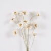 Dried Flowers 8*5*48cm Dried natural items bouquet *10 with PP wrapped GS-56626049-W1 2026Aug 3,000+ sqm showroom with thousands of artificial flowers, plants & trees ready for global sourcing.