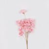 Dried Flowers 10*3*50cm Dried natural items bouquet *10 with PP wrapped GS-56626050 2026Aug 3,000+ sqm showroom with thousands of artificial flowers, plants & trees ready for global sourcing.
