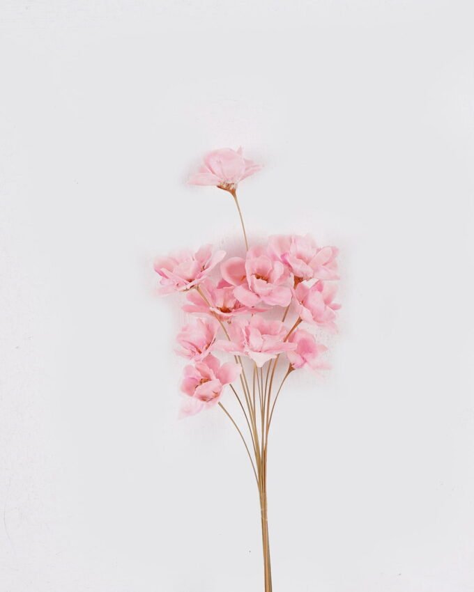 Dried Flowers 10*3*50cm Dried natural items bouquet *10 with PP wrapped GS-56626050 2026Aug 3,000+ sqm showroom with thousands of artificial flowers, plants & trees ready for global sourcing.