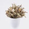 Dried Flowers Dried naturals in PP pot GS-56626010 Dried Flowers 16*16*20cm Dried naturals in PP pot GS-56626010 2026Aug 3,000+ sqm showroom with thousands of artificial flowers, plants & trees ready for global sourcing.