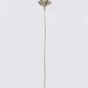 Dried Flowers Flower single stem nature plants GS-56626097_1 Dried Flowers 14*14*126cm Flower single stem/nature plants GS-56626097 2026Aug 3,000+ sqm showroom with thousands of artificial flowers, plants & trees ready for global sourcing.
