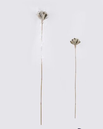 Dried Flowers 14*14*126cm Flower single stem/nature plants GS-56626097 2026Aug 3,000+ sqm showroom with thousands of artificial flowers, plants & trees ready for global sourcing. Dried Flowers 14*14*126cm Flower single stem/nature plants GS-56626097 2026Aug 3,000+ sqm showroom with thousands of artificial flowers, plants & trees ready for global sourcing.