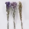 Dried Flowers Forget-me-not bundle nature plants GS-56626091_1 Dried Flowers 17*5*74cm Forget-me-not bundle/nature plants GS-56626091 2026Aug 3,000+ sqm showroom with thousands of artificial flowers, plants & trees ready for global sourcing.
