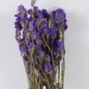 Dried Flowers Forget-me-not bundle nature plants GS-56626091_2 Dried Flowers 17*5*74cm Forget-me-not bundle/nature plants GS-56626091 2026Aug 3,000+ sqm showroom with thousands of artificial flowers, plants & trees ready for global sourcing.