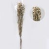 Dried Flowers Forget-me-not bundle nature plants GS-56626091_4 Dried Flowers 17*5*74cm Forget-me-not bundle/nature plants GS-56626091 2026Aug 3,000+ sqm showroom with thousands of artificial flowers, plants & trees ready for global sourcing.