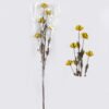 Dried Flowers Pistachio single stem nature plants GS-56626052-Y1 Dried Flowers 7*5*79cm Pistachio single stem/nature plants GS-56626052-Y1 2026Aug 3,000+ sqm showroom with thousands of artificial flowers, plants & trees ready for global sourcing.