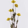 Dried Flowers Pistachio single stem nature plants GS-56626052-Y1_4 Dried Flowers 7*5*79cm Pistachio single stem/nature plants GS-56626052-Y1 2026Aug 3,000+ sqm showroom with thousands of artificial flowers, plants & trees ready for global sourcing.