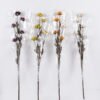 Dried Flowers 7*5*79cm Pistachio single stem/nature plants GS-56626052 2026Aug 3,000+ sqm showroom with thousands of artificial flowers, plants & trees ready for global sourcing.