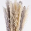 Dried Flowers Reed 18 in PP pot GS-56626002_9 Dried Flowers 50*30*150cm Reed *18 in PP pot GS-56626002 2026Aug 3,000+ sqm showroom with thousands of artificial flowers, plants & trees ready for global sourcing.