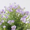 Artificial Flower Enkianthus 7 bush GS-41126001-Z1_8 Artificial Flower 21*8*35cm Enkianthus *7 bush GS-41126001-Z1 2026Oct 3,000+ sqm showroom with thousands of artificial flowers, plants & trees ready for global sourcing.
