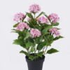 Artificial Flower 45*45*68cm Hydrangea in PP pot GS-15424041-2M2-P1 2026SEP 3,000+ sqm showroom with thousands of artificial flowers, plants & trees ready for global sourcing.