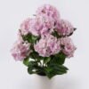 Artificial Flower Hydrangea in PP pot GS-15426052-P1_1 Artificial Flower 40*40*70cm Hydrangea in PP pot GS-15426052-P1 2026SEP 3,000+ sqm showroom with thousands of artificial flowers, plants & trees ready for global sourcing.