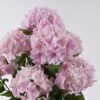Artificial Flower Hydrangea in PP pot GS-15426052-P1_6 Artificial Flower 40*40*70cm Hydrangea in PP pot GS-15426052-P1 2026SEP 3,000+ sqm showroom with thousands of artificial flowers, plants & trees ready for global sourcing.