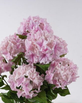 Artificial Flower 40*40*70cm Hydrangea in PP pot GS-15426052-P1 2026SEP 3,000+ sqm showroom with thousands of artificial flowers, plants & trees ready for global sourcing. Artificial Flower 40*40*70cm Hydrangea in PP pot GS-15426052-P1 2026SEP 3,000+ sqm showroom with thousands of artificial flowers, plants & trees ready for global sourcing.