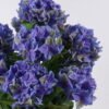 Artificial Flower Hydrangea in PP pot GS-15426052-Z1_8 Artificial Flower 40*40*70cm Hydrangea in PP pot GS-15426052-Z1 2026SEP 3,000+ sqm showroom with thousands of artificial flowers, plants & trees ready for global sourcing.
