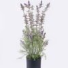Artificial Flower 25*20*76cm Lavender in PP pot GS-27926063 2026Oct 3,000+ sqm showroom with thousands of artificial flowers, plants & trees ready for global sourcing.