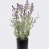 Artificial Flower Lavender in PP pot GS-27926064 Artificial Flower 20*15*45cm Lavender in PP pot GS-27926064 2026Oct 3,000+ sqm showroom with thousands of artificial flowers, plants & trees ready for global sourcing.