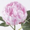 Artificial Flower 18*8*53cm Peony single stem/2 lvs GS-15426049 2026SEP 3,000+ sqm showroom with thousands of artificial flowers, plants & trees ready for global sourcing.
