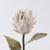 Artificial Flower Protea cynaroides single stem GS-35126035-W1_4 Artificial Flower 14*11*55cm Protea cynaroides single stem GS-35126035-W1 2026Oct 3,000+ sqm showroom with thousands of artificial flowers, plants & trees ready for global sourcing.